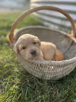 Lady, a female Golden Retriever for sale in Congerville, IL – 2 of 3