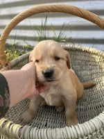 Brown Paw, a male Golden Retriever for sale in Congerville, IL – 2 of 3