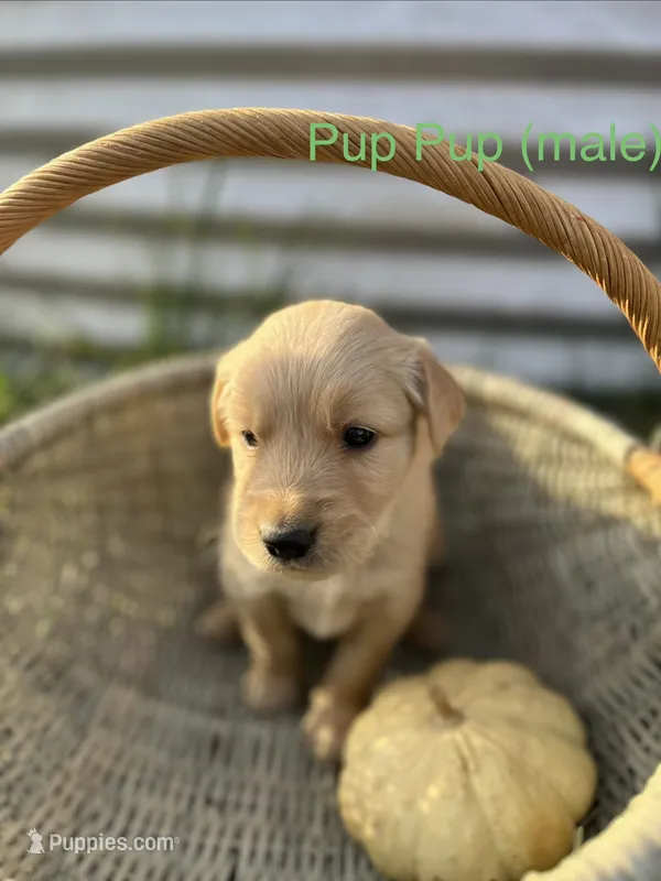 Pup Pup – Golden Retriever puppy for sale in Congerville, IL