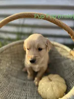Pup Pup, a male Golden Retriever for sale in Congerville, IL – 1 of 4