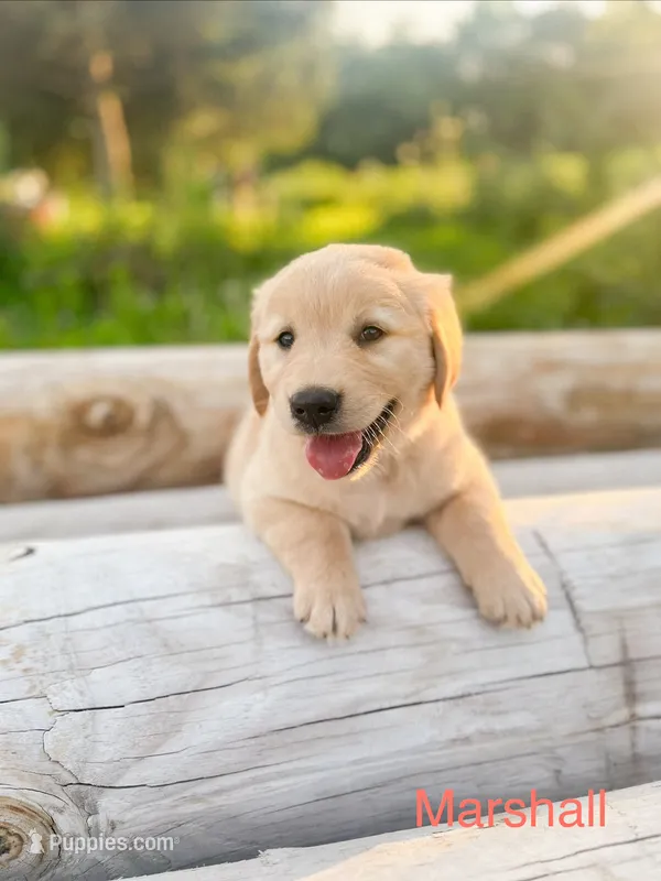 Marshall – Golden Retriever puppy for sale in Congerville, IL