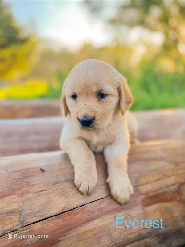 Everest – Golden Retriever puppy for sale in Congerville, IL