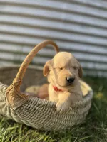 Marshall , a male Golden Retriever for sale in Congerville, IL – 2 of 2
