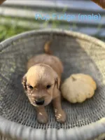 Pup Fudge, a male Golden Retriever for sale in Congerville, IL – 2 of 5