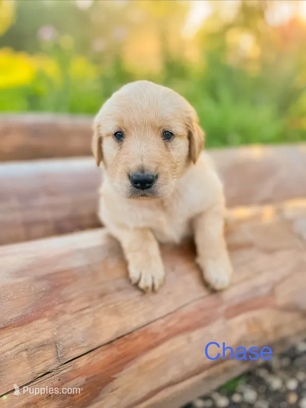 Chase – Golden Retriever puppy for sale in Congerville, IL