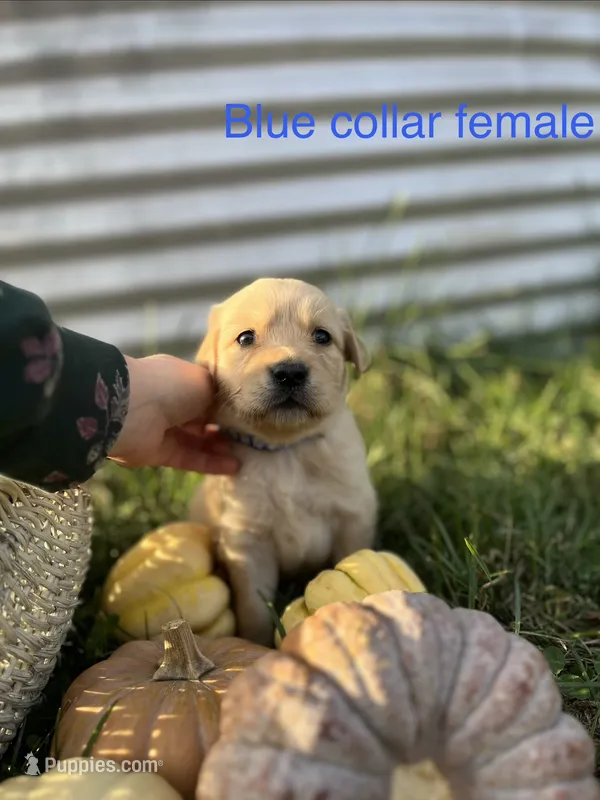 Blue Collar Female – Golden Retriever puppy for sale in Congerville, IL