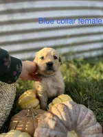 Blue Collar Female, a female Golden Retriever for sale in Congerville, IL – 1 of 3