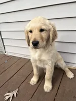 Simon, a male Golden Retriever for sale in Congerville, IL – Photo 2 of 2