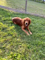 Blue Collar Female, a female Golden Retriever for sale in Congerville, IL – 3 of 3