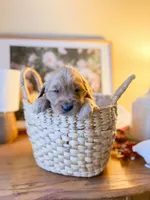 Fudge, a male Golden Retriever for sale in Congerville, IL – Photo 2 of 2