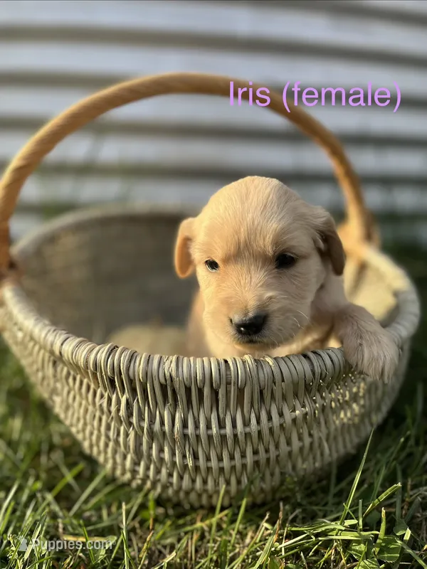 Iris – Golden Retriever puppy for sale in Congerville, IL