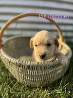 Iris, a female Golden Retriever for sale in Congerville, IL – 1 of 3