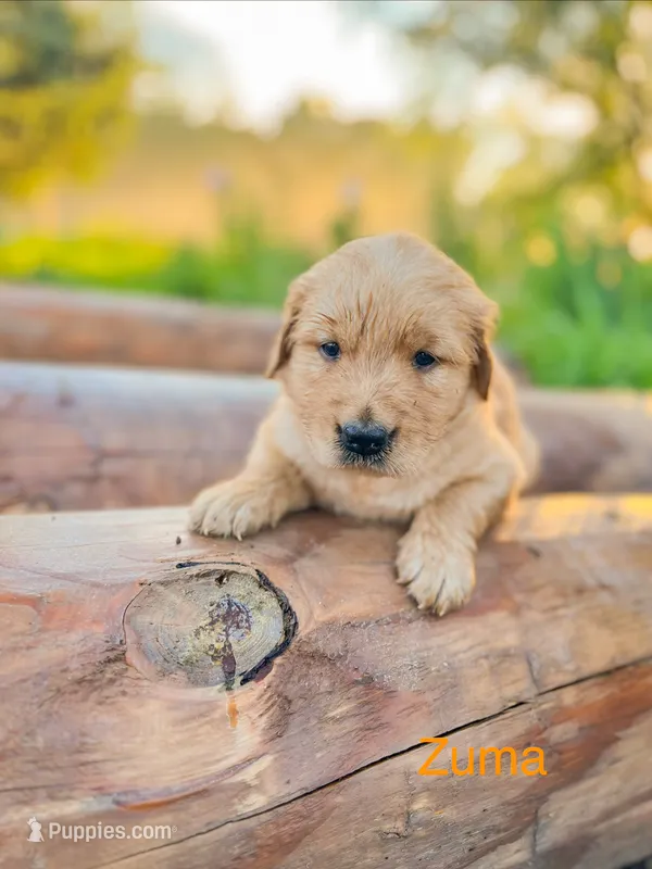 Zuma – Golden Retriever puppy for sale in Congerville, IL