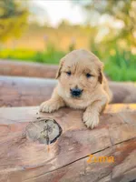 Zuma, a male Golden Retriever for sale in Congerville, IL – 1 of 1