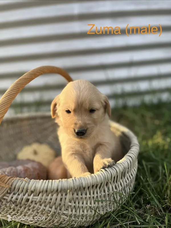 Zuma – Golden Retriever puppy for sale in Congerville, IL