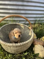 Pup Fudge, a male Golden Retriever for sale in Congerville, IL – 4 of 5