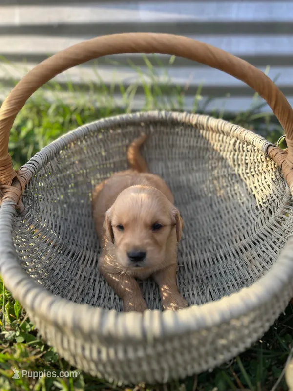 Pup Fudge – Golden Retriever puppy for sale in Congerville, IL