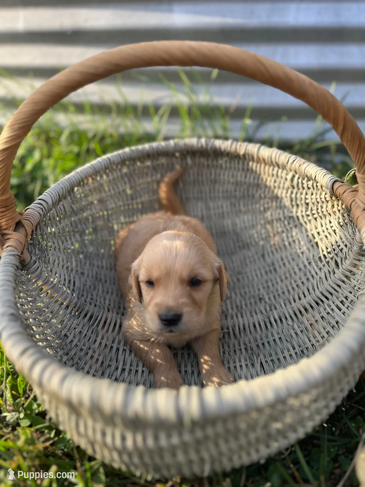 Pup Fudge, a male Golden Retriever for sale in Congerville, IL – 1 of 5