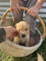 Brown Paw, a male Golden Retriever for sale in Congerville, IL – 3 of 3
