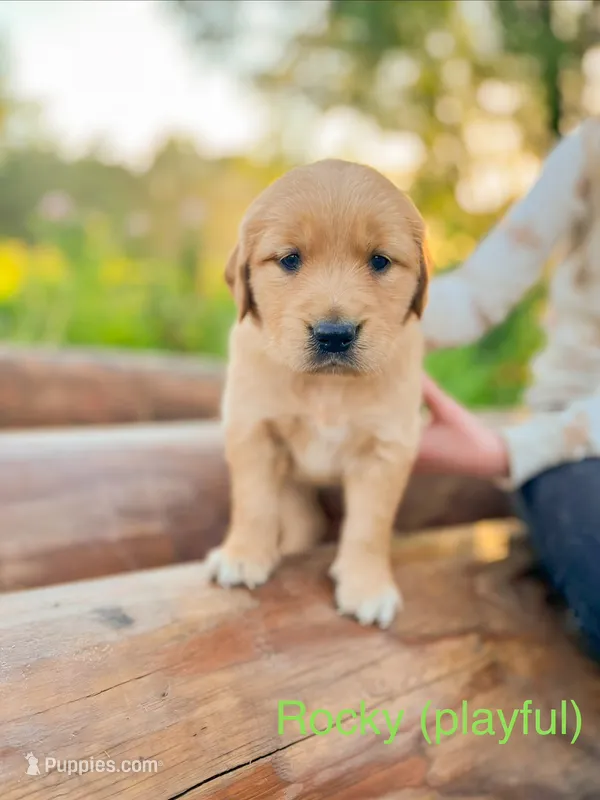 Rocky – Golden Retriever puppy for sale in Congerville, IL