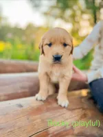 Rocky, a male Golden Retriever for sale in Congerville, IL – 1 of 1