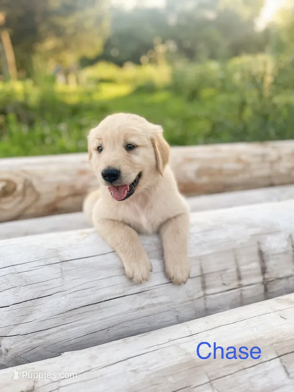 Chase – Golden Retriever puppy for sale in Congerville, IL