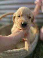 Pup Pup, a male Golden Retriever for sale in Congerville, IL – 2 of 4