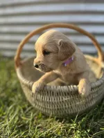 Iris, a female Golden Retriever for sale in Congerville, IL – 2 of 3