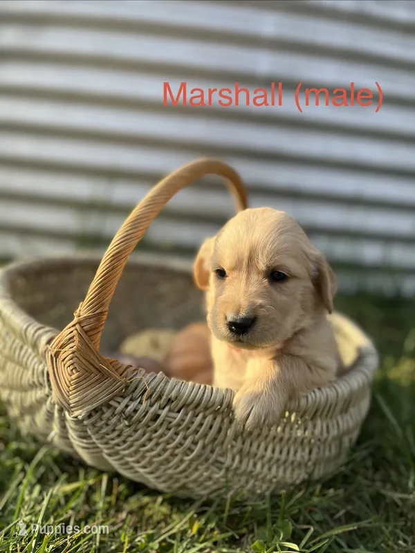 Marshall  – Golden Retriever puppy for sale in Congerville, IL