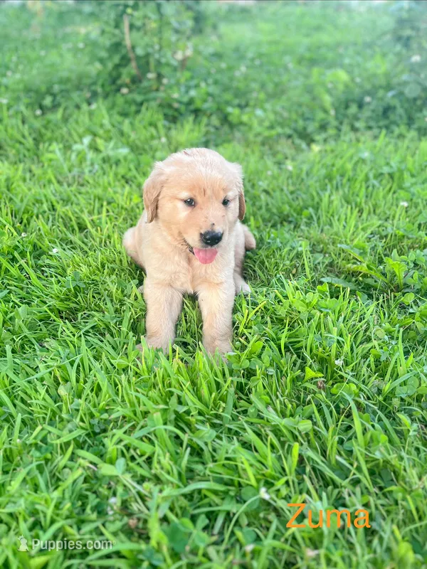 Zuma – Golden Retriever puppy for sale in Congerville, IL