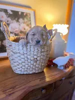 Ruthie, a female Golden Retriever for sale in Congerville, IL – Photo 2 of 3