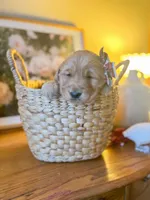 Ruthie, a female Golden Retriever for sale in Congerville, IL – Photo 3 of 3