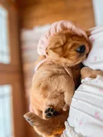 Ruthie, a female Golden Retriever for sale in Congerville, IL – Photo 1 of 3