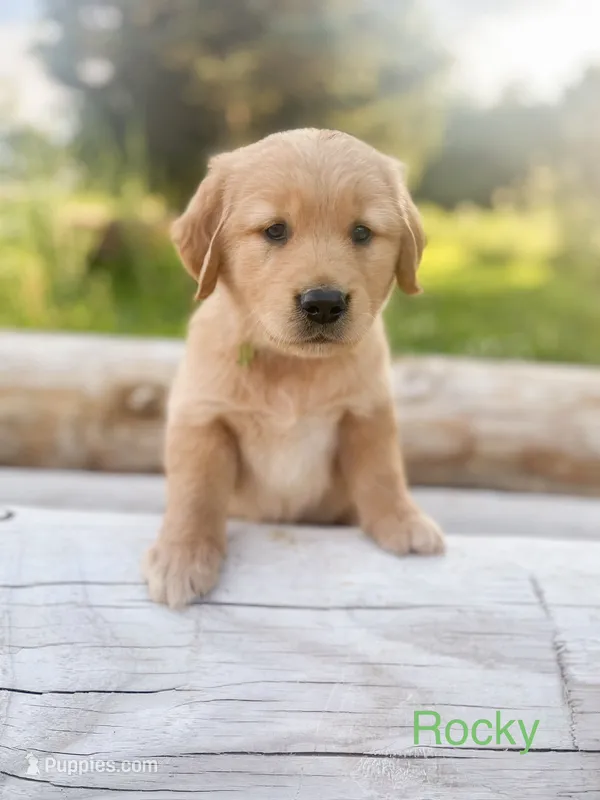Rocky – Golden Retriever puppy for sale in Congerville, IL