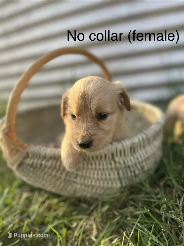 No Collar Female – Golden Retriever puppy for sale in Congerville, IL