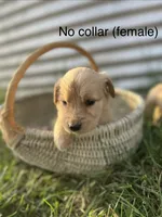 No Collar Female, a female Golden Retriever for sale in Congerville, IL – 1 of 1