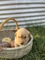 Zuma, a male Golden Retriever for sale in Congerville, IL – 2 of 2