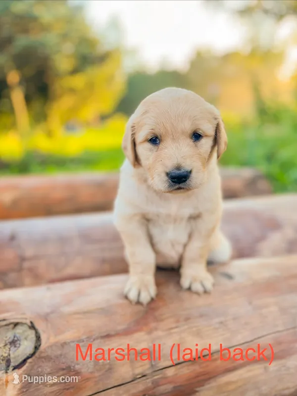 Marshall – Golden Retriever puppy for sale in Congerville, IL