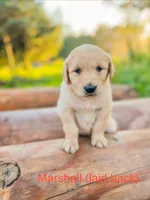 Marshall, a male Golden Retriever for sale in Congerville, IL – 1 of 1