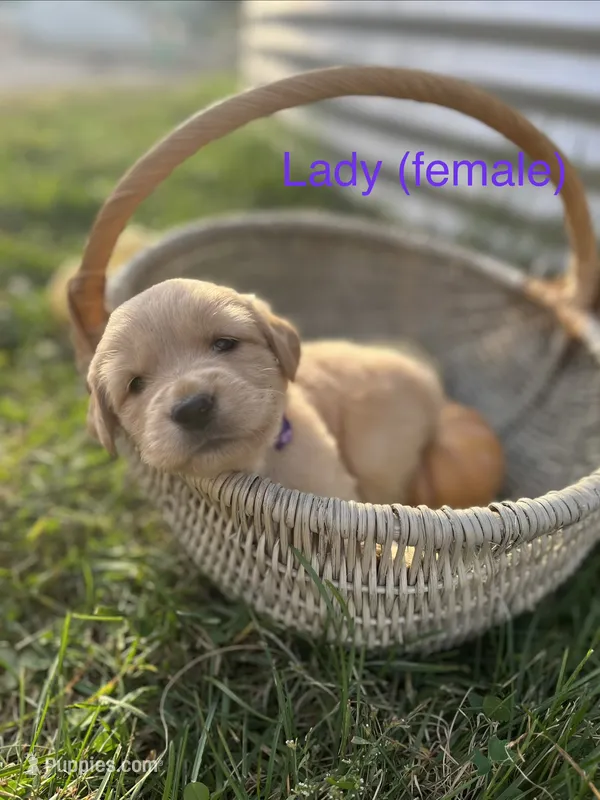 Lady – Golden Retriever puppy for sale in Congerville, IL