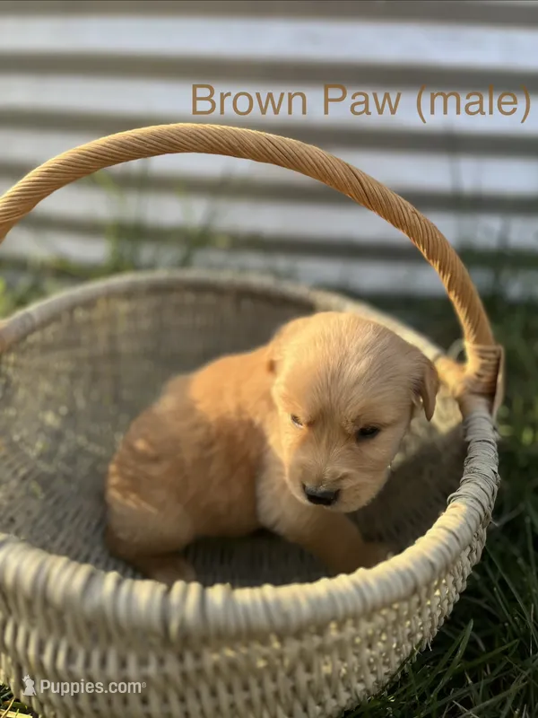 Brown Paw – Golden Retriever puppy for sale in Congerville, IL