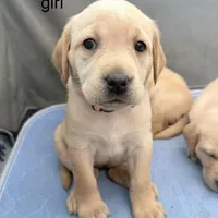 Colored, a male Labrador Retriever for sale in Litchfield, MN – Photo 3 of 9