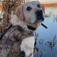 Colored, a male Labrador Retriever for sale in Litchfield, MN – Photo 8 of 9