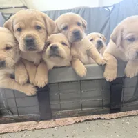 Colored, a male Labrador Retriever for sale in Litchfield, MN – Photo 7 of 9