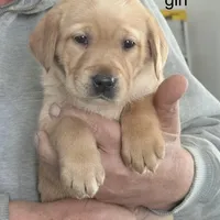 Colored, a male Labrador Retriever for sale in Litchfield, MN – Photo 4 of 9