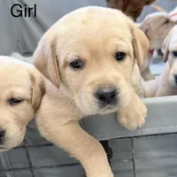 Colored, a male Labrador Retriever for sale in Litchfield, MN – Photo 2 of 9