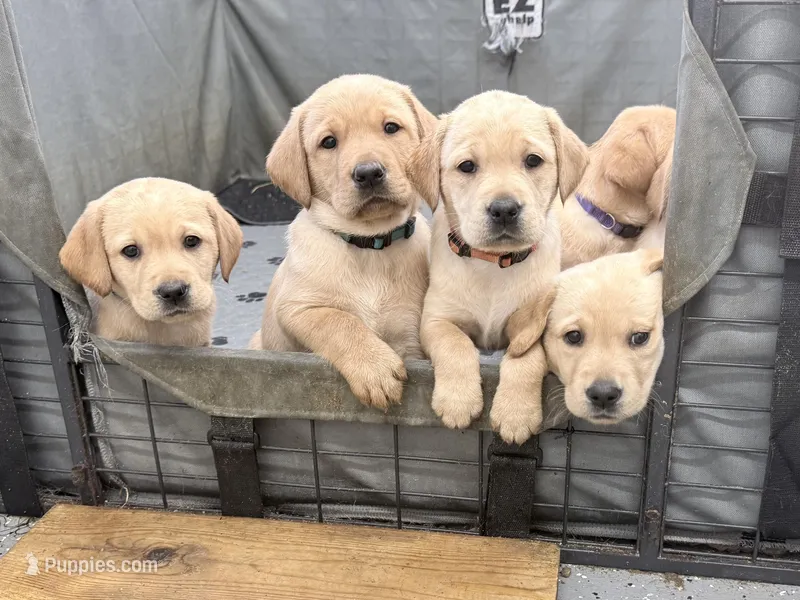 Colored, a male Labrador Retriever for sale in Litchfield, MN – Photo 1 of 9