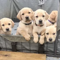 Colored, a male Labrador Retriever for sale in Litchfield, MN – Photo 1 of 9