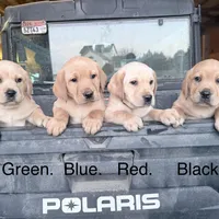 Colored, a male Labrador Retriever for sale in Litchfield, MN – Photo 6 of 9