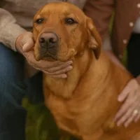 Colored, a male Labrador Retriever for sale in Litchfield, MN – Photo 9 of 9